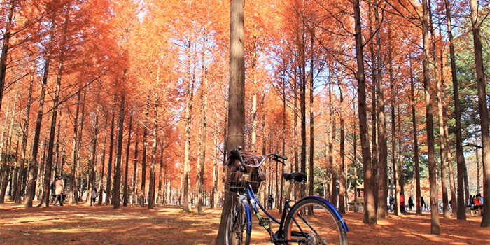  
Beautiful autumn foliage is one of the main reasons visitors love

to visit Nami Island. (Wendy Palomo)
